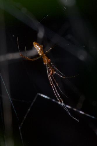 Argyrodes sp.